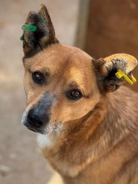 AXEL-menschen bezogener Rüde, 40-45 cm