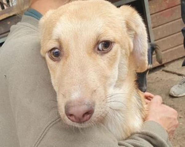 GRETCHEN-zauberhafte Jung-Hündin, 41 cm