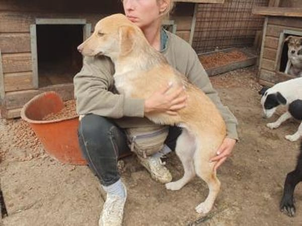 GRETCHEN-zauberhafte Jung-Hündin, 41 cm