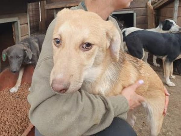 GRETCHEN-zauberhafte Jung-Hündin, 41 cm