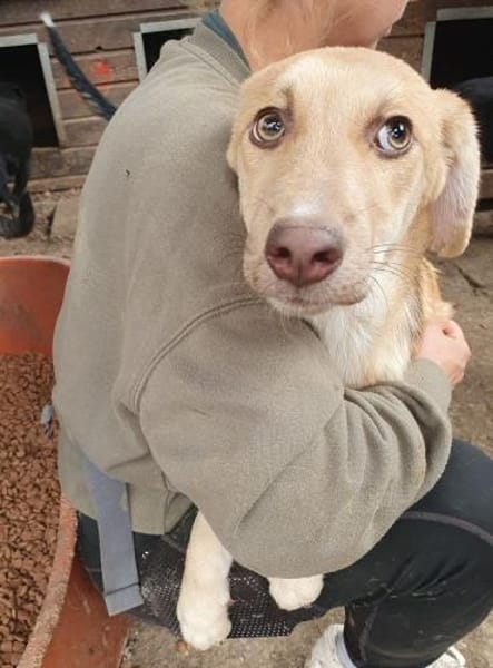 GRETCHEN-zauberhafte Jung-Hündin, 41 cm