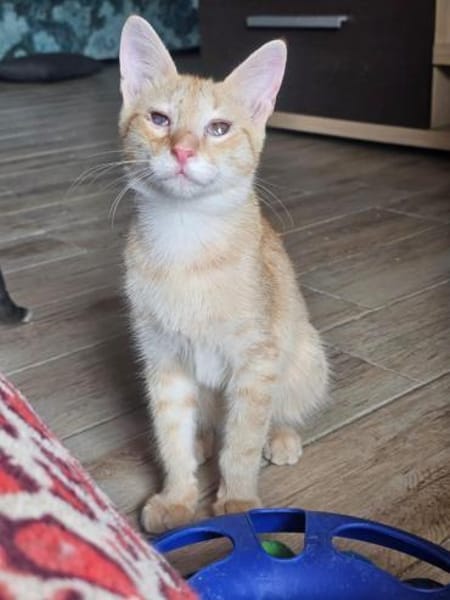 Zuckerschnute Cinnamone