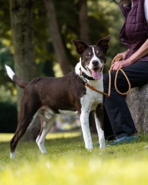Cayo, 5 Jahre, sucht passenden Deckel
