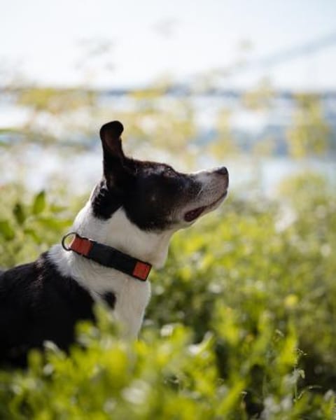 Cayo, 5 Jahre, sucht passenden Deckel