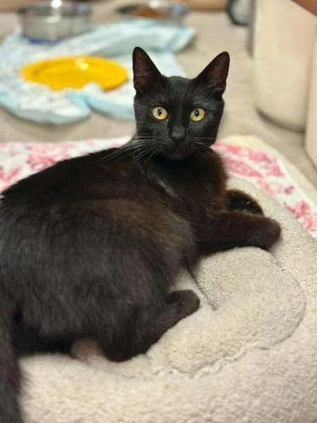 Lackfellchen Nia sucht ihre Familie