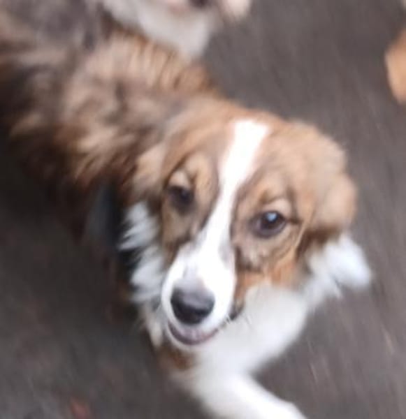 Lilli🧡🧡🧡schönes Plätzchen gesucht