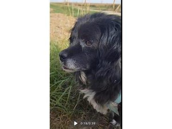 Malee - wartet in 97332 Obervolkach