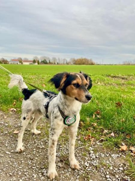 Rondy sucht sein Glück ...