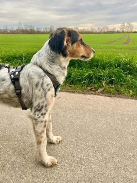 Rondy sucht sein Glück ...