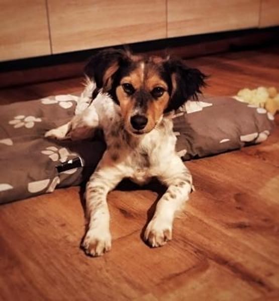 Rondy sucht sein Glück ...