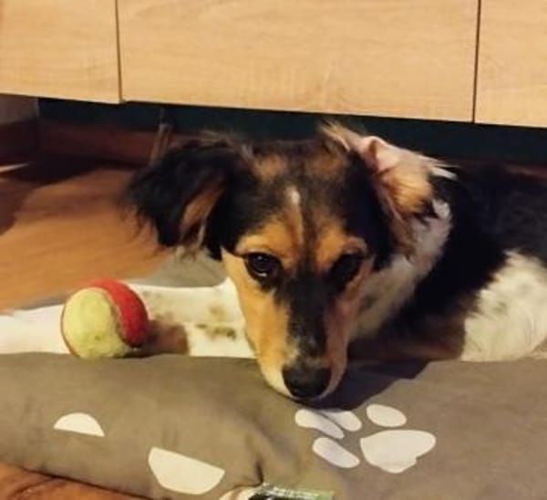 Rondy sucht sein Glück ...