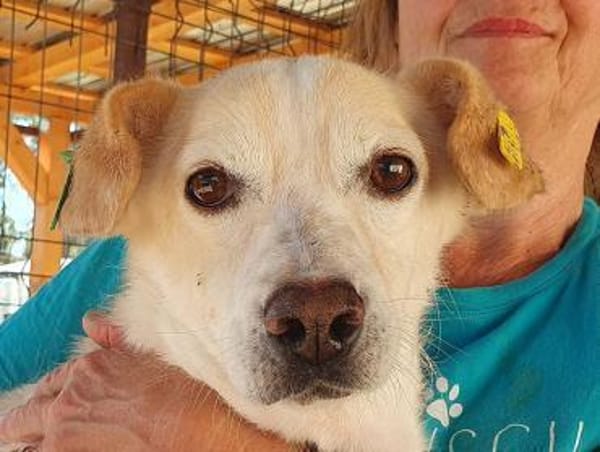 MAMBO-verschmuster Rüde, 32 cm