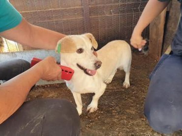 MAMBO-verschmuster Rüde, 32 cm