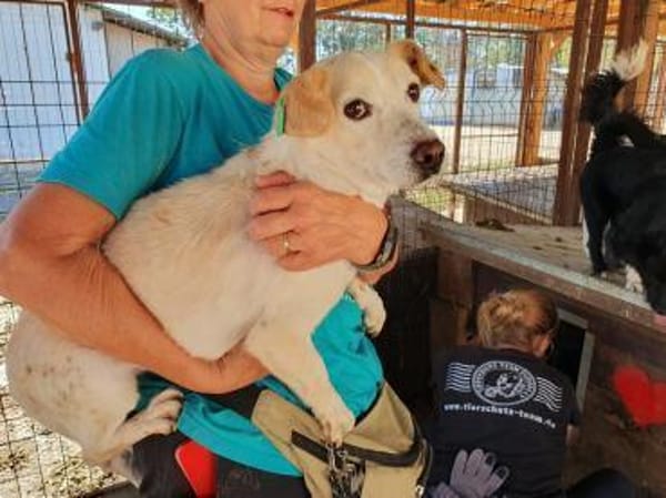 MAMBO-verschmuster Rüde, 32 cm