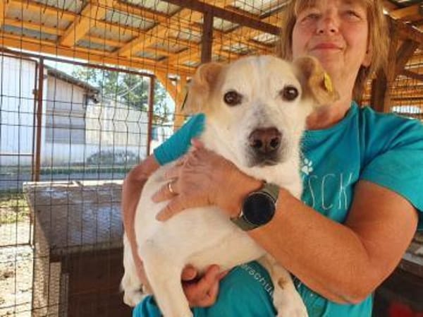 MAMBO-verschmuster Rüde, 32 cm