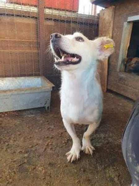 MAMBO-verschmuster Rüde, 32 cm