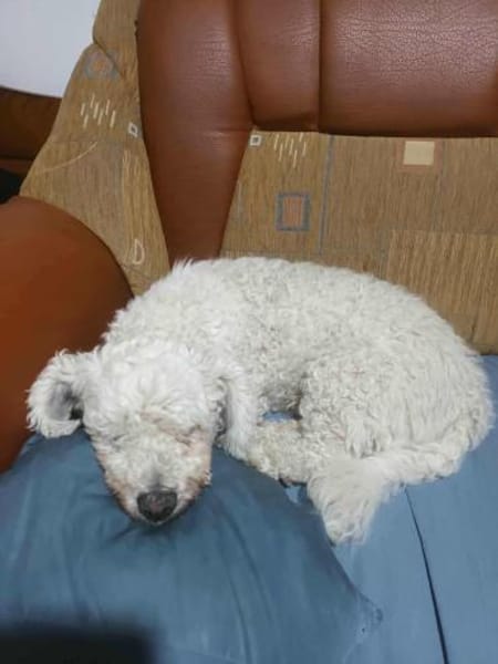 Tristan, Senior sucht Residenz