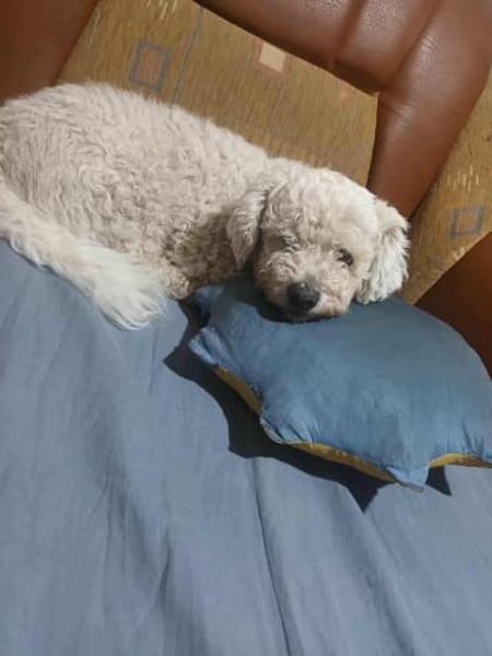 Tristan, Senior sucht Residenz