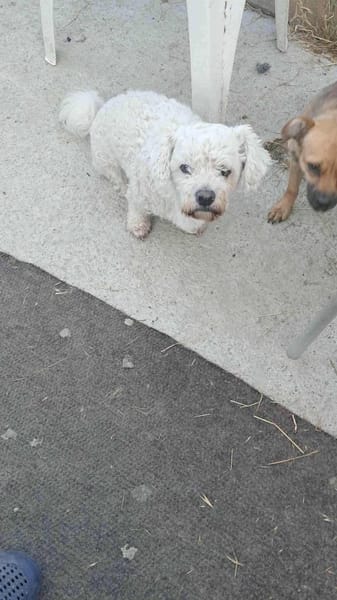 Tristan, Senior sucht Residenz