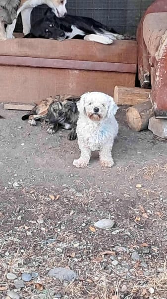 Tristan, Senior sucht Residenz