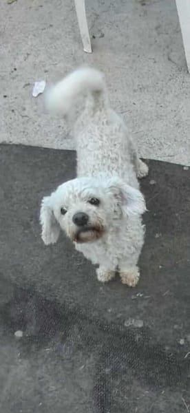 Tristan, Senior sucht Residenz