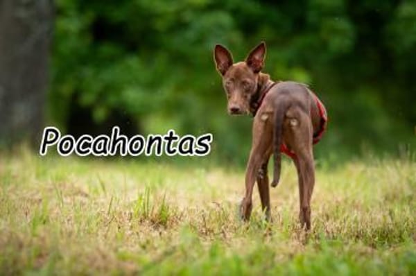 Pocahontas stellt sich vor 💖