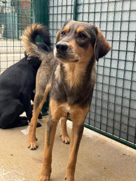 Hübscher Jack sucht ein Zuhause