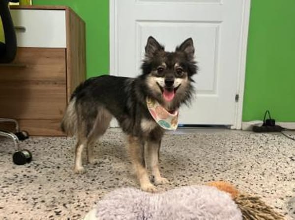 Karla - vorsichtige Hundedame wartet