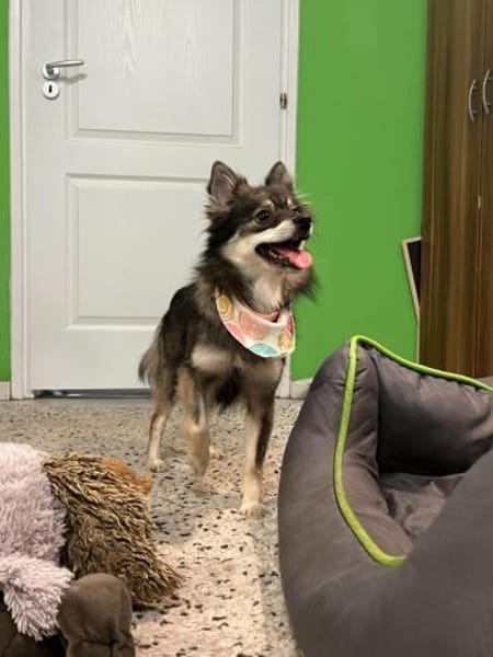 Karla - vorsichtige Hundedame wartet