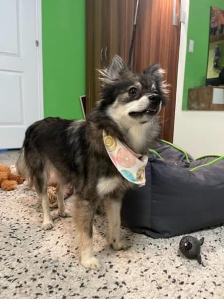 Karla - vorsichtige Hundedame wartet