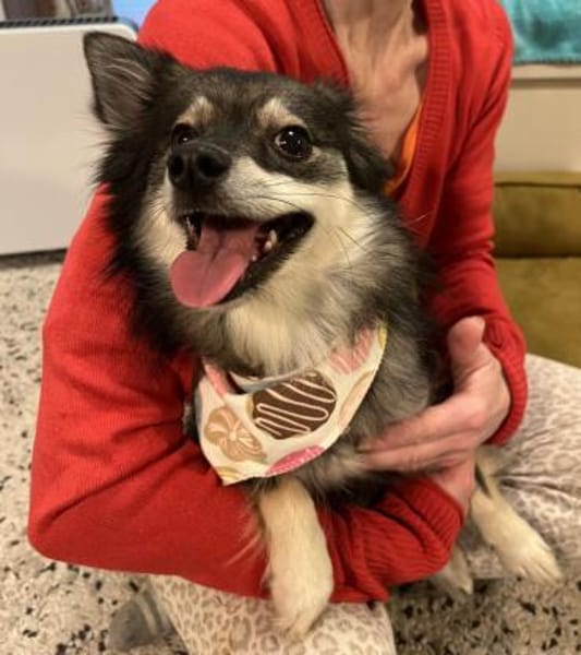 Karla - vorsichtige Hundedame wartet