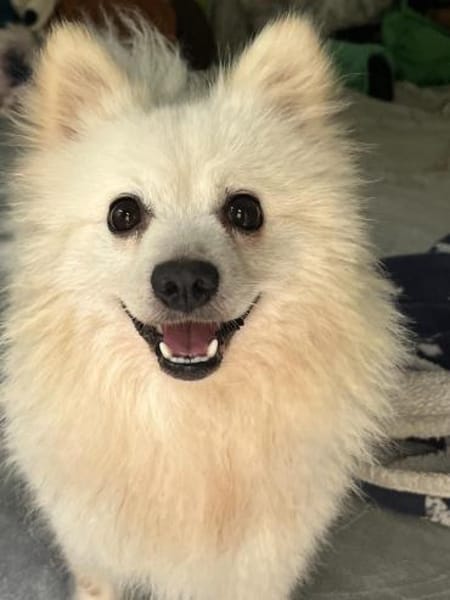 Hugo  kleiner Spitz sucht warmes Herz