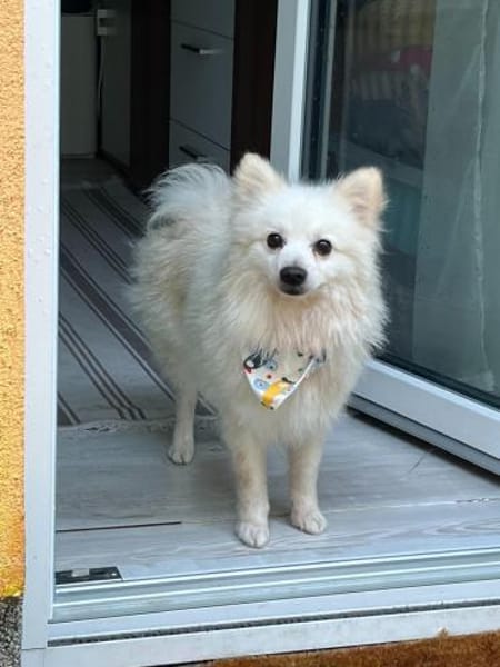 Hugo  kleiner Spitz sucht warmes Herz