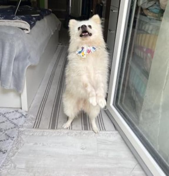 Hugo  kleiner Spitz sucht warmes Herz