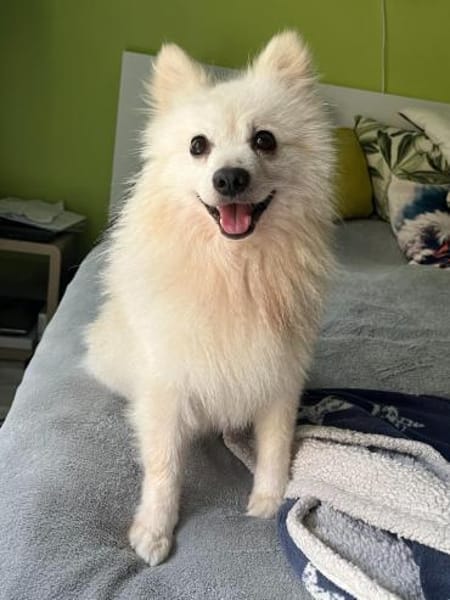 Hugo  kleiner Spitz sucht warmes Herz