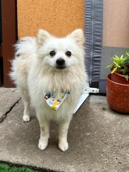 Hugo  kleiner Spitz sucht warmes Herz