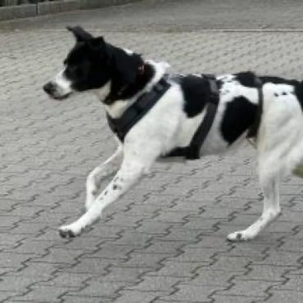 Lili - die Liebenswerte