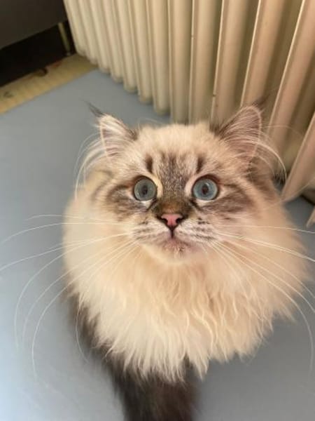 Börek (Wuschel) sucht ein neues Zuhaus