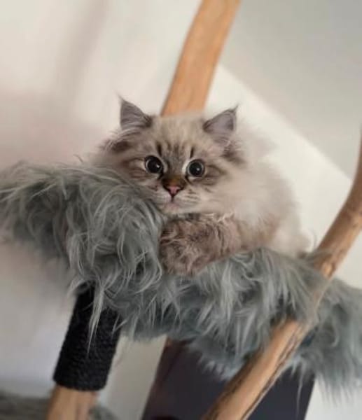 Börek (Wuschel) sucht ein neues Zuhaus