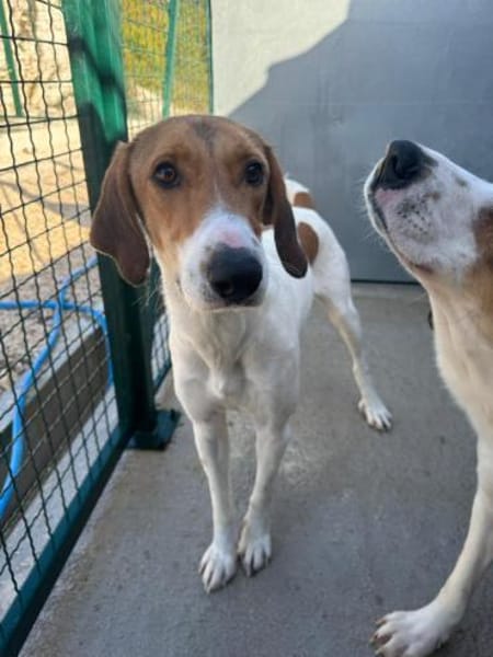 Aki sucht sein Zuhause