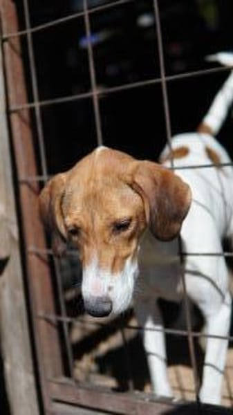 Aki sucht sein Zuhause