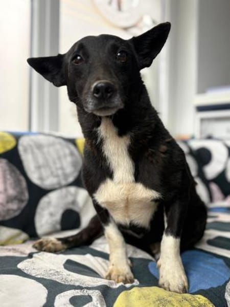 Toto - wunderschöner Begleiter für Immer