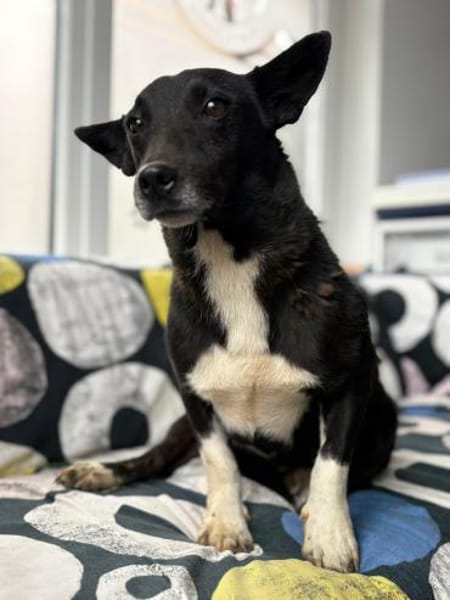 Toto - wunderschöner Begleiter für Immer