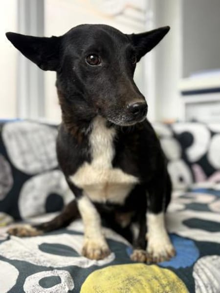 Toto - wunderschöner Begleiter für Immer