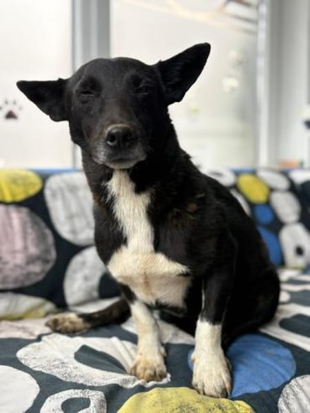 Toto - wunderschöner Begleiter für Immer