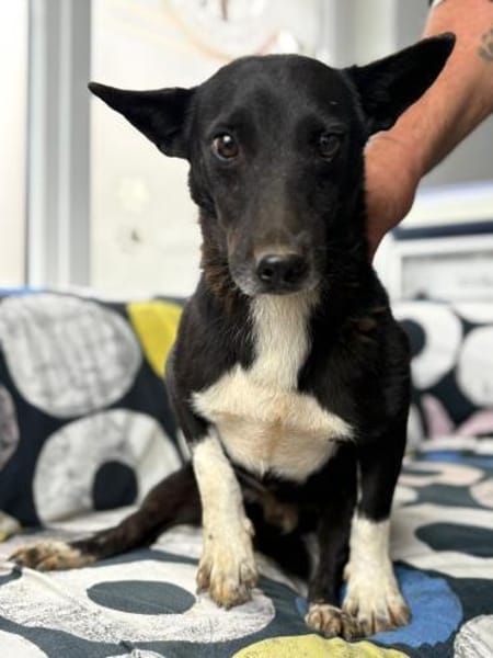 Toto - wunderschöner Begleiter für Immer