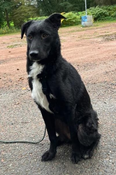 Elsie 💗 wartet in 09648 Mittweida