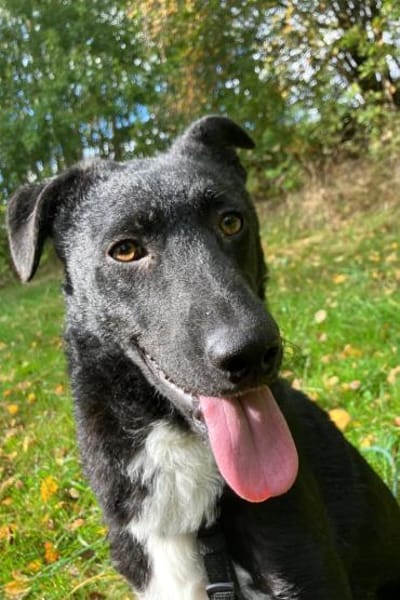 Elsie 💗 wartet in 09648 Mittweida