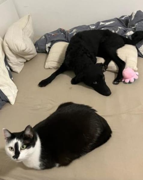 Elsie 💗 wartet in 09648 Mittweida