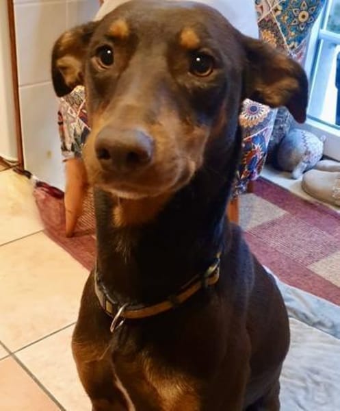 Samba - lieb, wunderschön, fröhlich 🥰